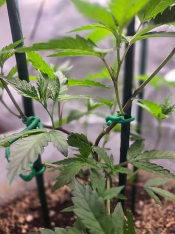 Looking for advice! — vegetative, day 25