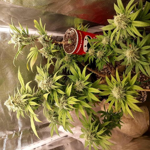 week 1 — seedling_rooting, day 15