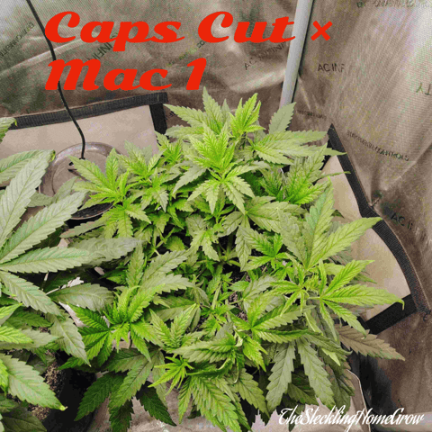 Athena Run  — vegetative, day 40