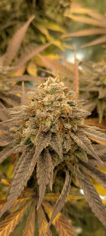 Perpetual Garden — flower, day 40