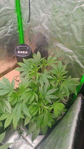 1st Batch — vegetative, day 47