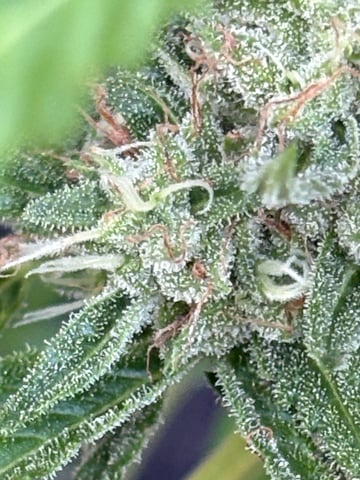 Muliflex — flower, day 82