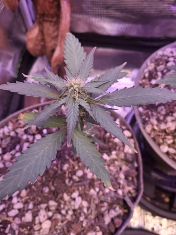 First Lagit Grow — vegetative, day 18