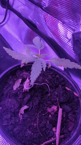 first try — grow_setup, day 1
