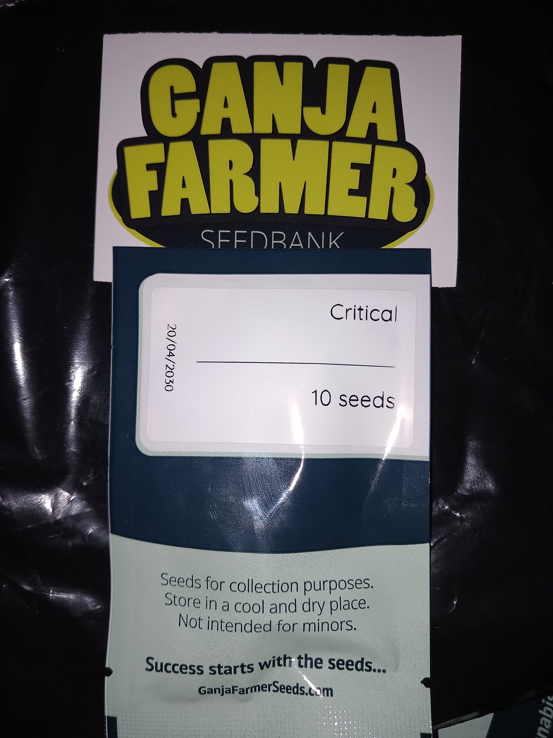 Critical Feminisiert Ganjafarmer 