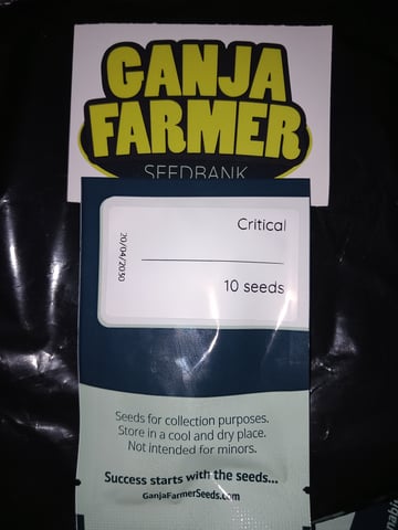 Critical Feminisiert Ganjafarmer 