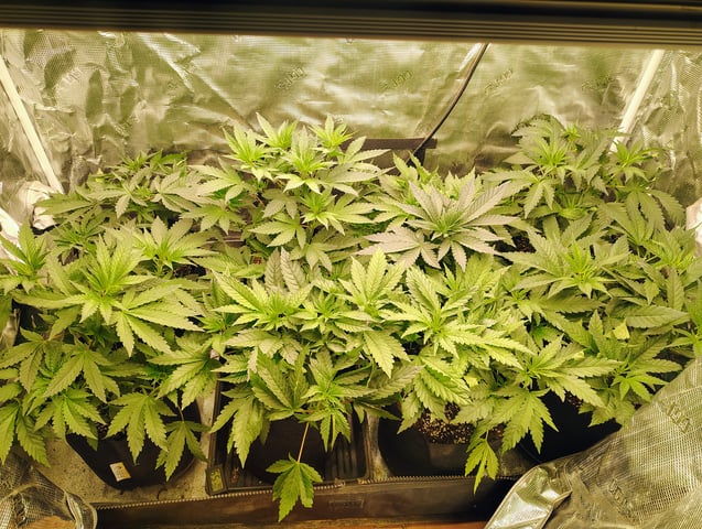 garage set up — vegetative, day 52