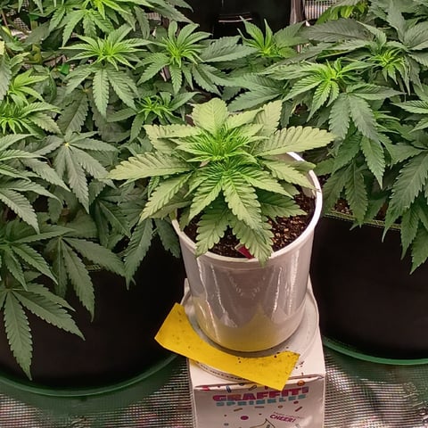 TentPlantLightFan — vegetative, day 53