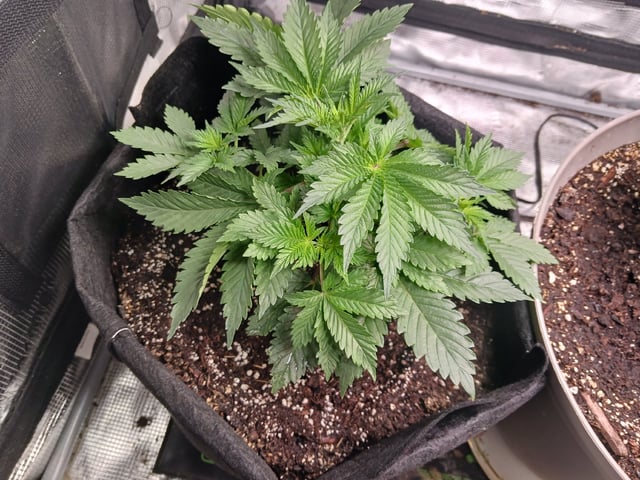9lbhammer feminized  — vegetative, day 24