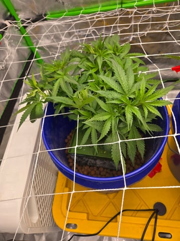 Fastbuds Autoflower Run — vegetative, day 40