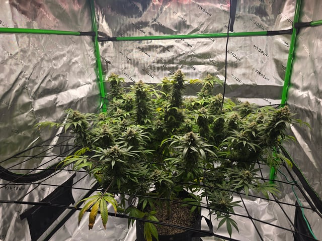 First grow — flower, day 119