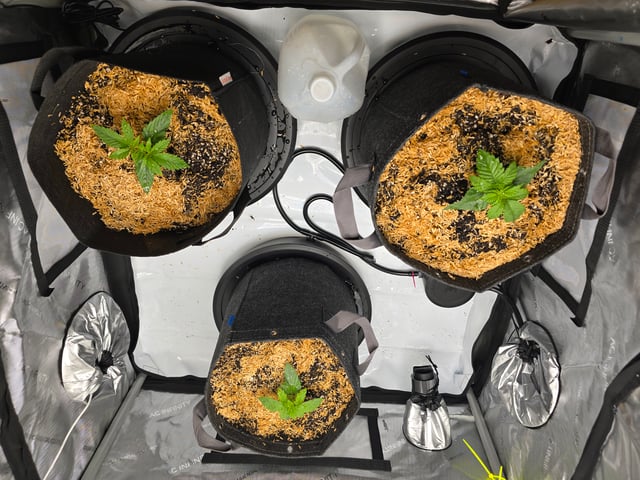 Purple Haze  — vegetative, day 7