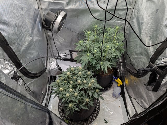 Grow Tent Starts