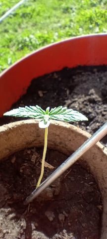 Northern Lights Auto 🍃 — seedling_rooting, day 10