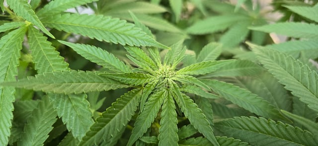 Mystery Weed Plant — flower, day 107