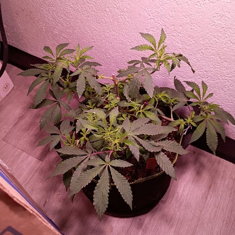 FKAFL — vegetative, day 23