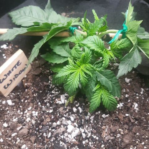 Next Attempt  — vegetative, day 22