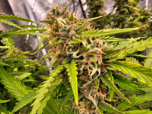 round 2 — flower, day 70