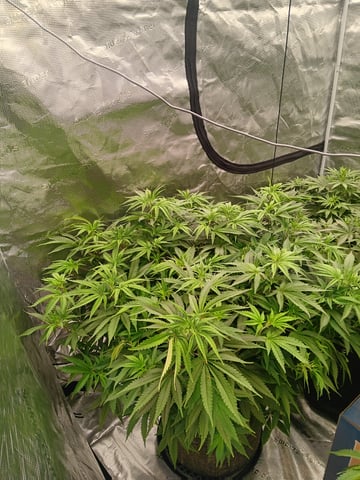 Master Kush — vegetative, day 67