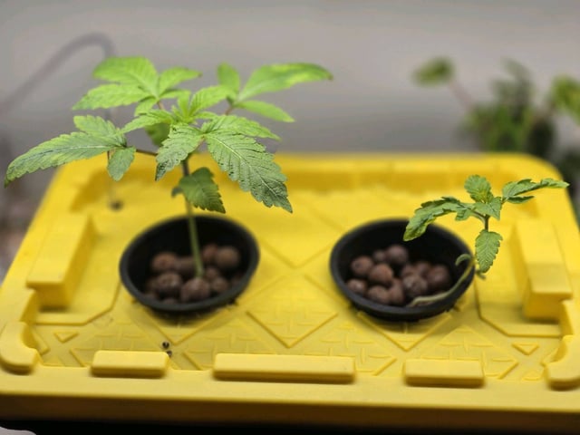 Oceanz 16 — seedling_rooting, day 6