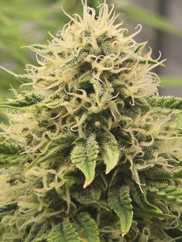 1st Grow 4x4 — flower, day 58