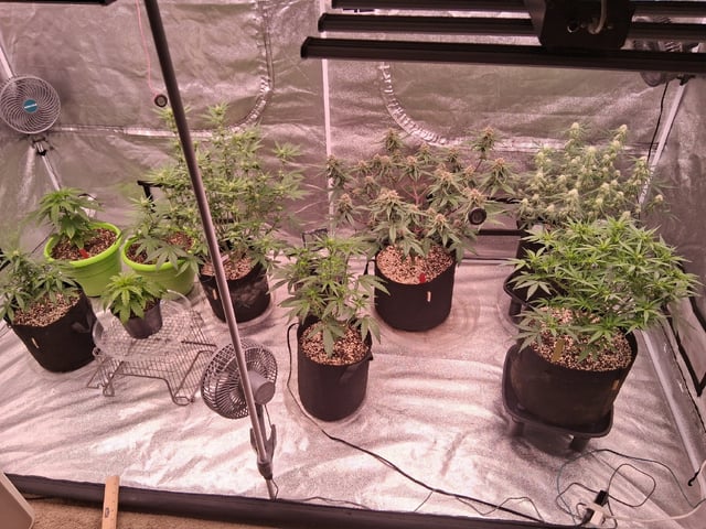 TEAM FULL AUTOS — flower, day 51