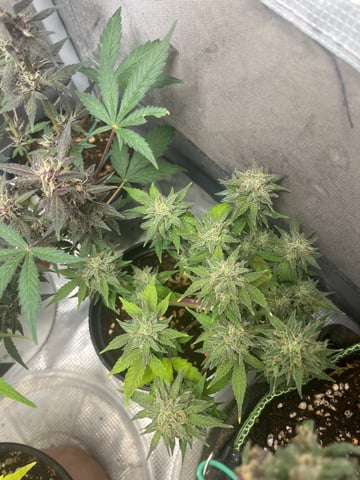 32oz Container Grow — auto, day 54