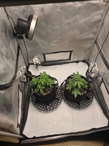 Dream beans burnt garlic — vegetative, day 22