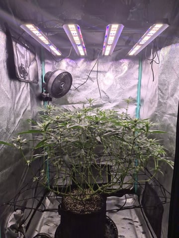 zlurricane blast — flower, day 81