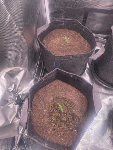 Blue Dream Feminized  — seedling_rooting, day 20