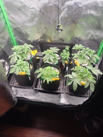 Mainely Genetics Micro Pheno Hunt