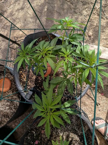 October Start — flower, day 60