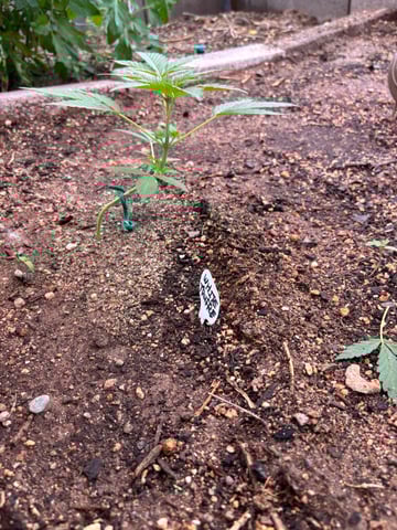 new seeds grow #2 — vegetative, day 38