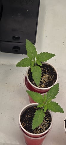 Maple Nectar  — seedling_rooting, day 14
