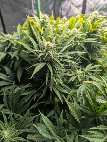 First Legal Grow — flower, day 110