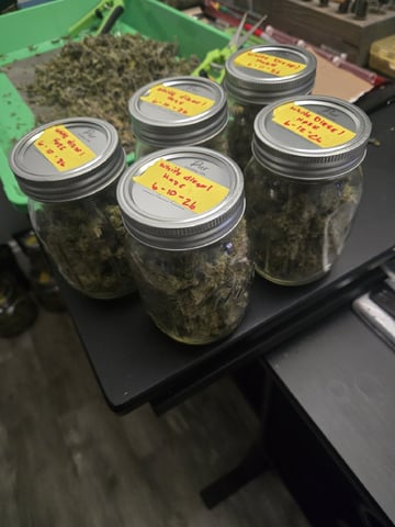 GDP auto 3X5 tent