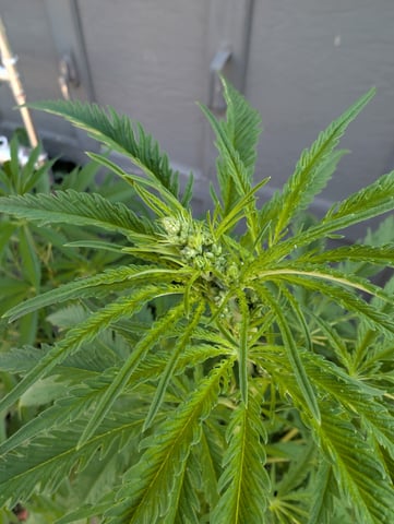 outdoor — vegetative, day 81