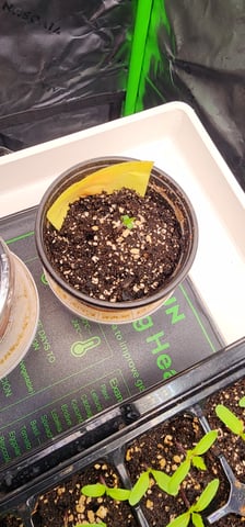 Here We Grow... — seedling_rooting, day 7