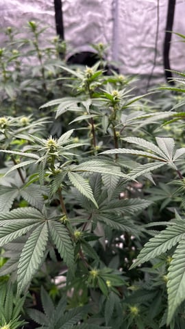 Clones Fat Bastard Clones  — flower, day 94