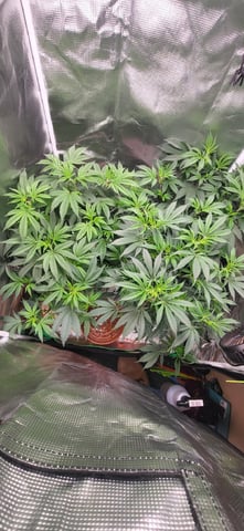 1st grow indoors(cardboard box to 2x2x4 to 5x5x6) — vegetative, day 52