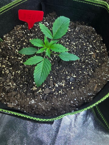 2nd Autoflower Indoor Grow — vegetative, day 14
