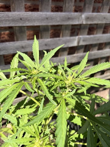 Muliflex — flower, day 51