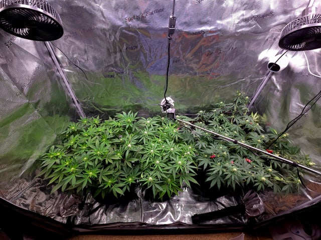 Dirty Bird - Thousand Island Fem & Platinum Kush Breath Remix x Grape Cakehead Fem Photo  — flower, day 71