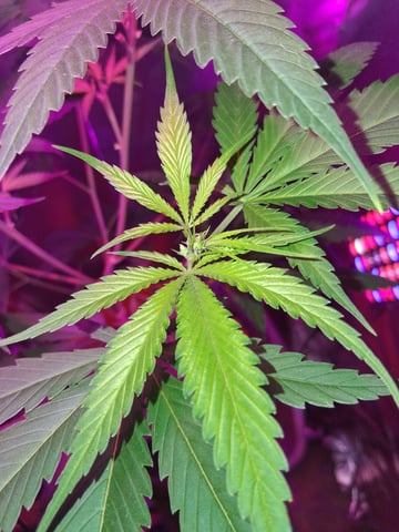 first grow  — vegetative, day 50