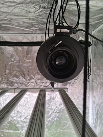 Seedman mix auto & seedman mix auto & GodFather OG — flower, day 70