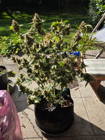 Special Queen 1 Fem+ Watermelon Auto — flower, day 134