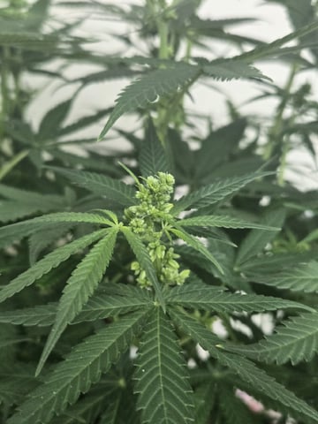 first grow second plant  — flower, day 64
