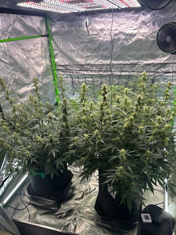 Barney’s Farm /Fast Buds