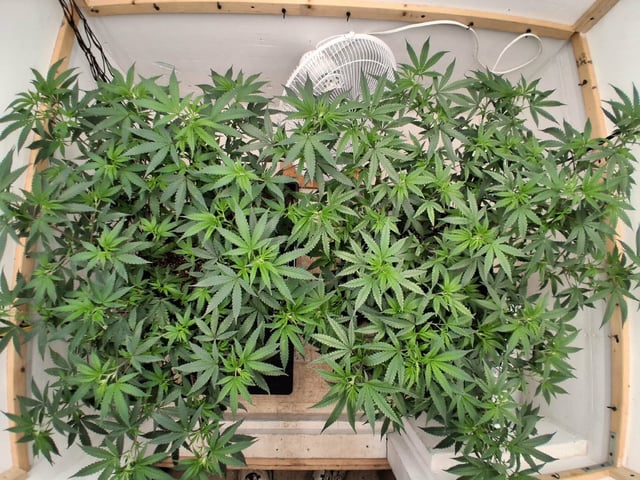 Round 2 — vegetative, day 13