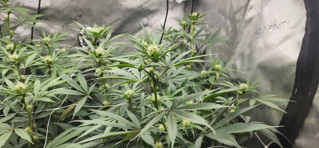 First clones (Dr nefario)  — flower, day 45